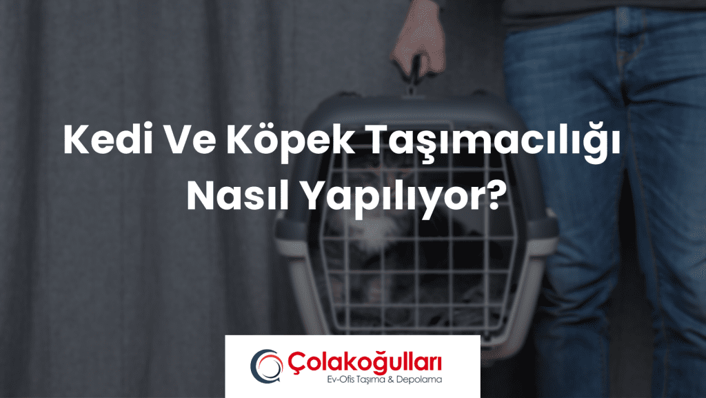 Kedi Ve Köpek Taşımacılığı Nasıl Yapılıyor?
